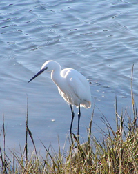 Egret