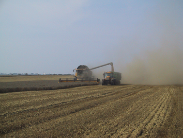 Harvest time