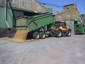 Emptying grain